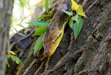 The Python quickly crawls along the branches of trees in search of prey. Animal wildlife background...