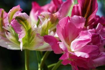Obraz premium Tulpe, Papageitulpe, Garten