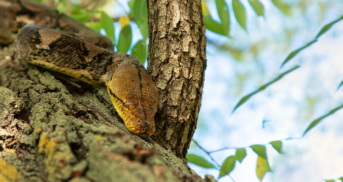 The Python quickly crawls along the branches of trees in search of prey. Animal wildlife background concept and free space for text.	
