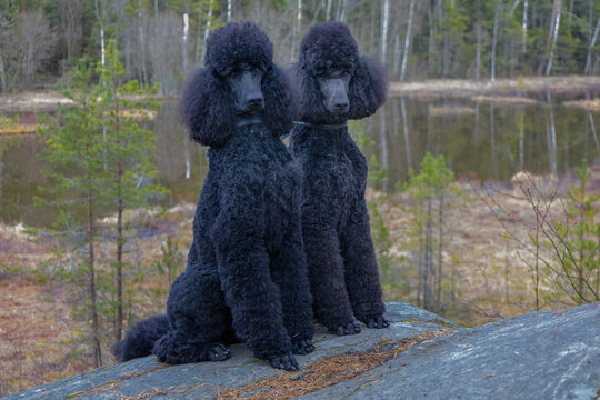 Standard poodle. Two well-groomed and nicely cut standard poodle poses for the photographer
