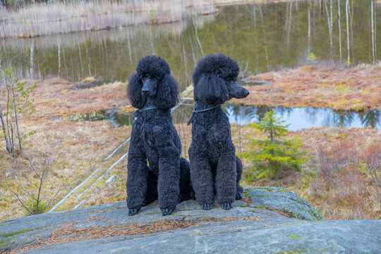 Standard poodle. Two well-groomed and nicely cut standard poodle poses for the photographer