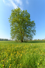Fototapeta na wymiar Oak tree in a meadow in spring in a light green landscape.