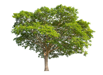 Tree isolate on white background