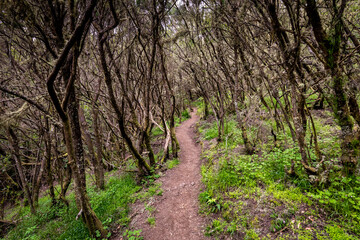 canarias, canary, canary islands, cloud, europe, evergreen, fern, flora, foliage, footpath, forest, garajonay, gomera, green, heritage, hiking, island, islands, jungle, la gomera, landscape, laurel, l