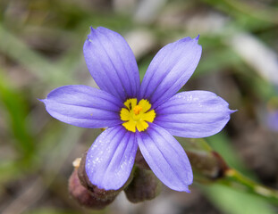 Diminutive and beautiful Blue-Eyed Grass flower with tiny violet colored petals and bright yellow center being visited by a passing insect.