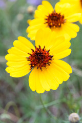 Striking, yellow Brown-Eyed Susan flowers adorning a Texas Prairie during the spring wildflower season.
