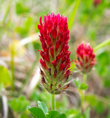 Fototapeta premium Stunning Red Crimson Clover blossom during Texas spring Wildflower season.