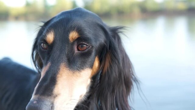 4k. Saluki dogs head. Brown and beige. close up portrait. 