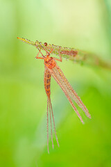 the mayfly clings to a branch soaked in dew 