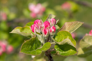Obraz premium Macro shot of an apple branch at the pink bud growth stage