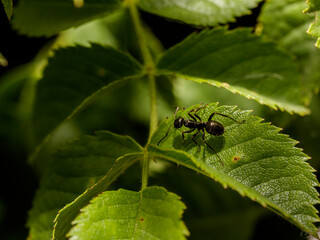 Macro of an ant