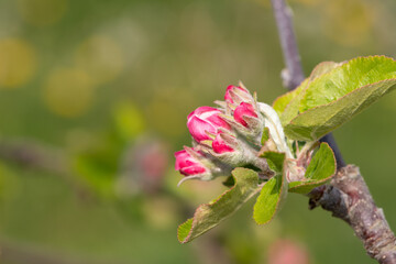 Macro shot of an apple branch at the pink bud growth stage