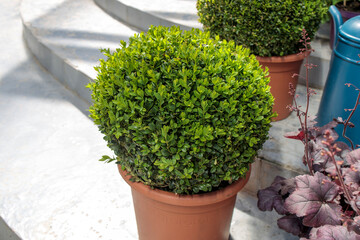 Ball-trimmed boxwood in large clay pots as a garden decoration
