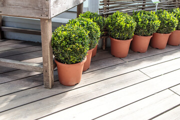 Ball-trimmed boxwood in large clay pots as a garden decoration