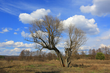 tree on sprin meadow