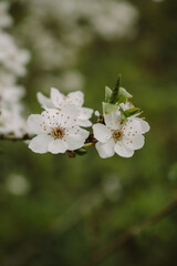 apple tree blossom