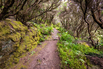 canarias, canary, canary islands, cloud, europe, evergreen, fern, flora, foliage, footpath, forest, garajonay, gomera, green, heritage, hiking, island, islands, jungle, la gomera, landscape, laurel, l