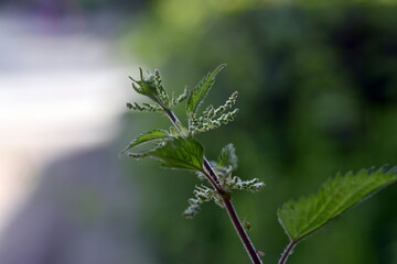 Nahaufnahme einer jungen Brennnessel