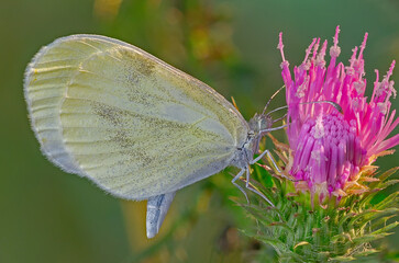 butterfly clinging to a flower 