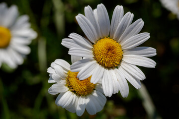 Obraz premium Spontaneous field daisies