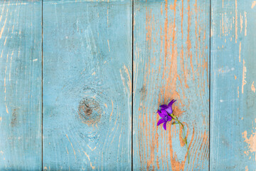 Bellflowers on old wooden table covered with blue paint. View from above