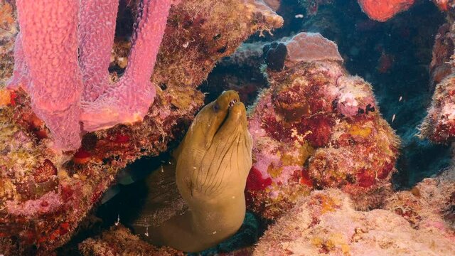 Green Moray Eel rest in coral block of reef in Caribbean Sea, Curacao