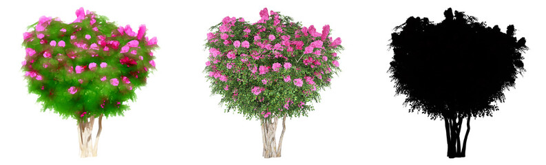 Set or collection of Crape Myrtle trees, painted, natural and as a black silhouette on white background. Concept or conceptual 3d illustration for nature, ecology and conservation, strength endurance