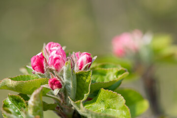 Macro shot of an apple branch at the pink bud growth stage