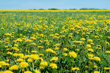 Fototapeta premium Frühling in Hannover Kronsberg.