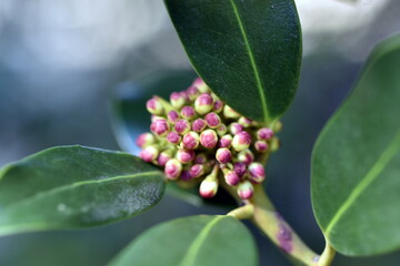 Rosa Knospen einer Stechpalme