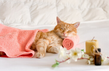 Sleeping cat on a massage towel. Also in the foreground is a bottles of aromatic oil and flowering branches of an apple tree. Concept: massage, aromatherapy, body care.