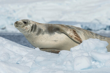 A Crabeater Seal rests on an ice floe - Antarctica 