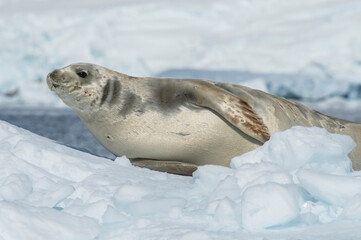 Obraz premium A Crabeater Seal rests on an ice floe - Antarctica 