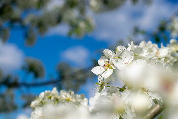 Pink flowers of blooming Apple tree in spring against blue sky on a sunny day close-up in nature