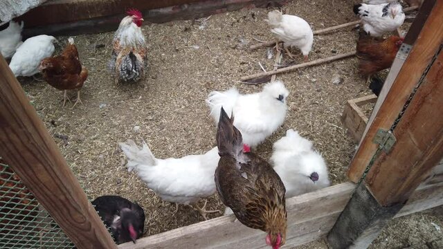 Chickens in the chicken coop, domestic bird. Cocks and chickens walking in the garden.
