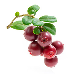 Lingonberry berries on twigs with leaves on a white background. Isolated