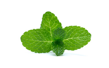 fresh green mint leaves isolated on white background. top view.