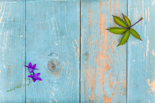 Bellflowers and grape leaf on old wooden table covered with blue paint. View from above