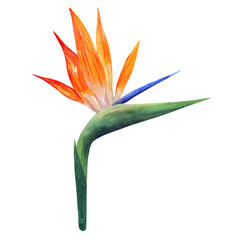 Strelitzia. Vector art. Beautiful orange colorful flower. Hand drawn watercolor illustration. Isolated on white background.