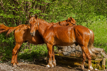 Two young male red horses closeup on rural counrtyside background