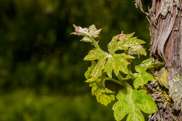 Macro of vine sprout