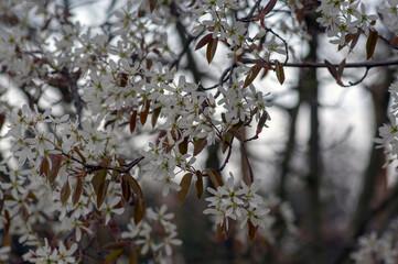 Amelanchier lamarckii deciduous flowering shrub, group of white flowers on branches in bloom