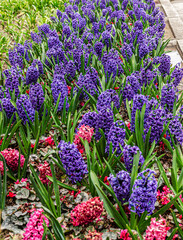 Naklejka premium Large flower bed of blooming blue geocynts