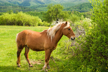 Young foal blonde hair horse closeup on rural country background