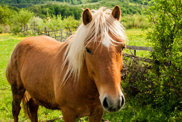 Young foal blonde hair horse closeup on rural country background