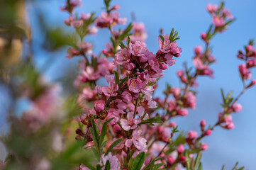Prunus tenella dwarf Russian Almond pink flowers in bloom, beautiful ornamental plant in bloom