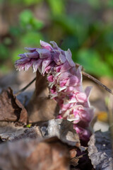 Lathraea squamaria parasitic flowers in bloom, amazing light pink white flowering plants