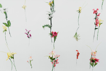 White background and flowers hanging on fishing lines. The concept of floral, botanical and interior design decorations
