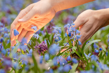 Hands picking magic light shining from blooming lawn with pretty blue Scilla bifolia squill and purple Corydalis cava in wild sunny forest. Spring flowers details with selective focus blur