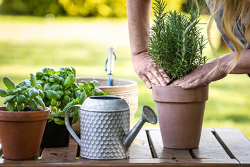 Woman planting rosemary herb into flower pot on table. Gardening and planting in garden at spring